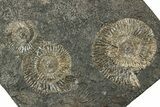 Fossil Ammonite (Dactylioceras) Cluster - Posidonia Shale, Germany #358364-1